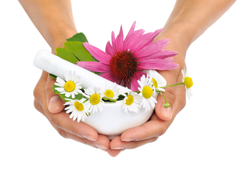 mains tenant un mortier avec des fleurs pour le Diplôme Fédéral OrTra MA